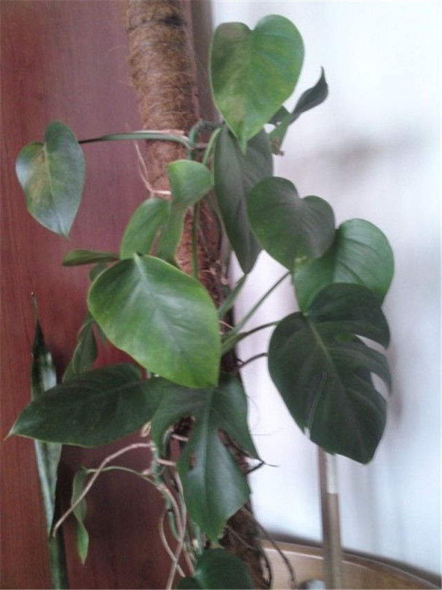 monstera